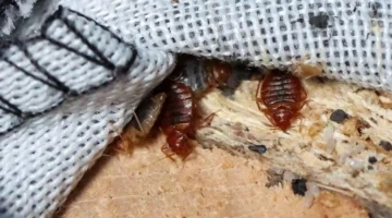 بق الفراش في بريطانيا يرتفع بنسبة 62 مع مخاوف من تفاقم الانتشار خلال أعياد الميلاد 1